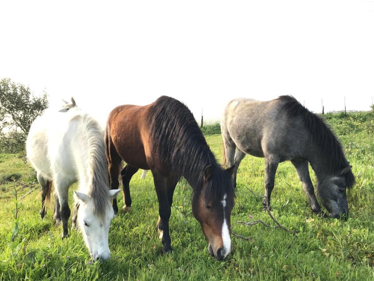 Willa Anna Beulah Farm Durbanville Zewnętrze zdjęcie
