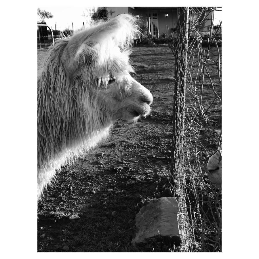 Willa Anna Beulah Farm Durbanville Zewnętrze zdjęcie