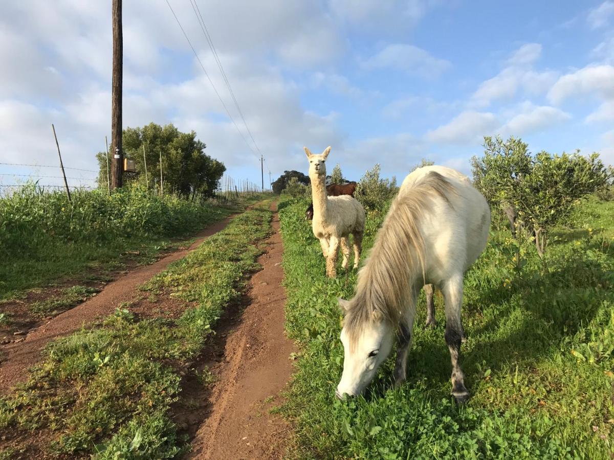 Willa Anna Beulah Farm Durbanville Zewnętrze zdjęcie