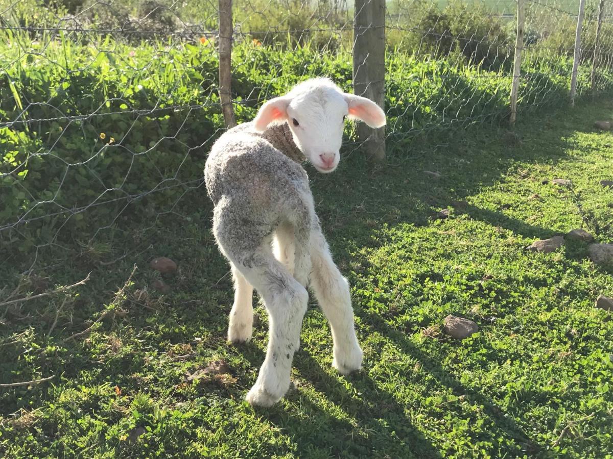 Willa Anna Beulah Farm Durbanville Zewnętrze zdjęcie