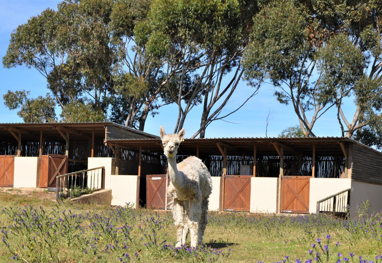 Willa Anna Beulah Farm Durbanville Zewnętrze zdjęcie