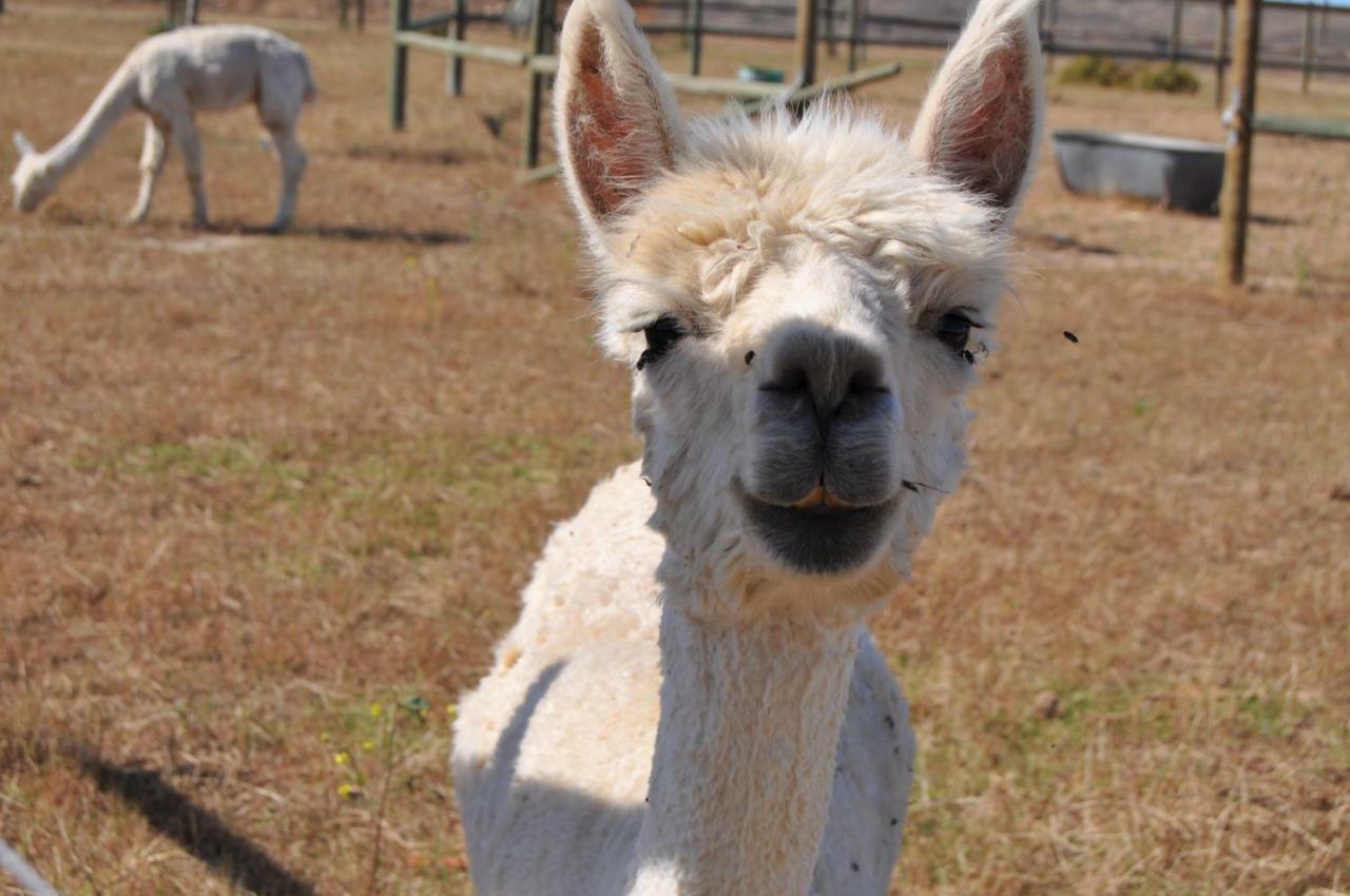 Willa Anna Beulah Farm Durbanville Zewnętrze zdjęcie